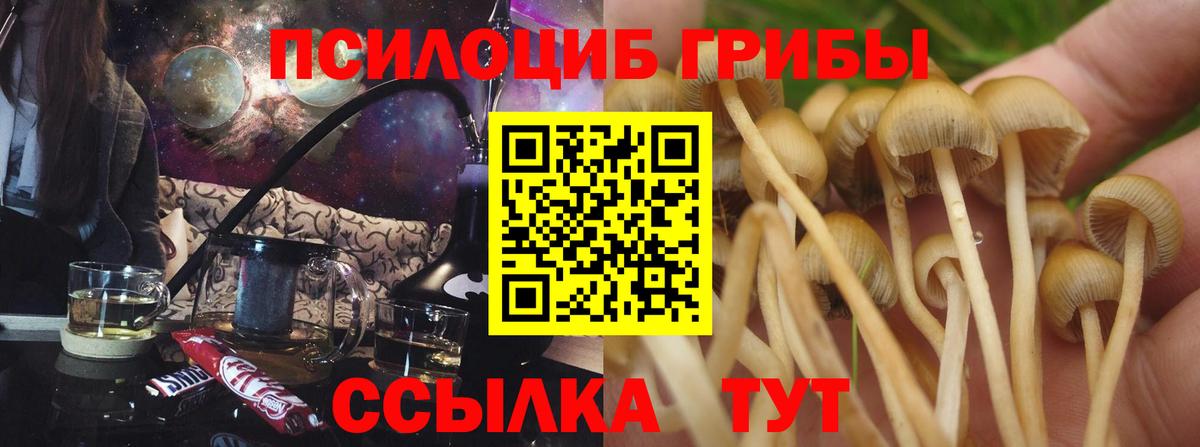 Галлюциногенные грибы Psilocybe Новоуральск